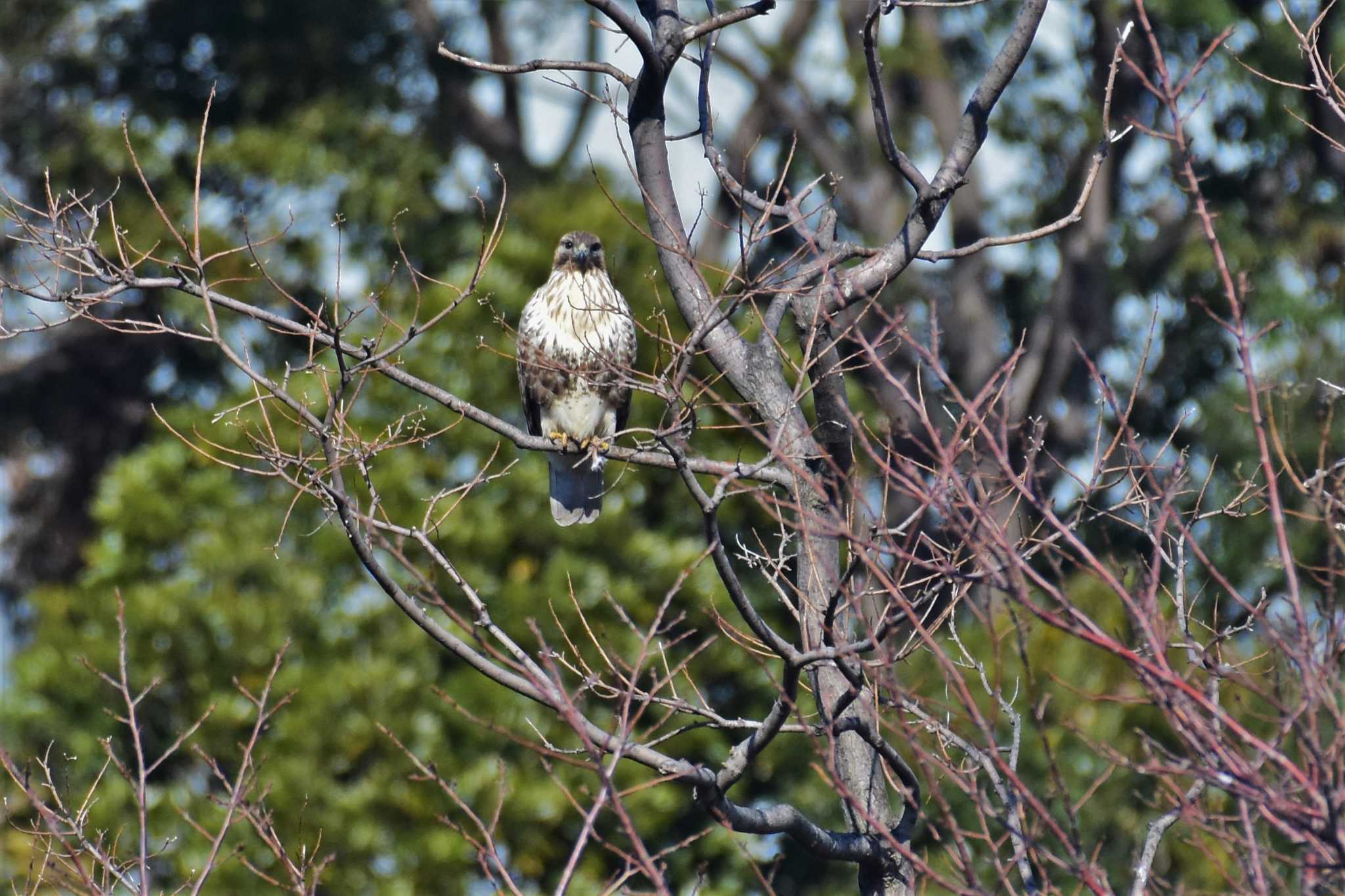 東京港野鳥公園 ノスリの写真 by Semal