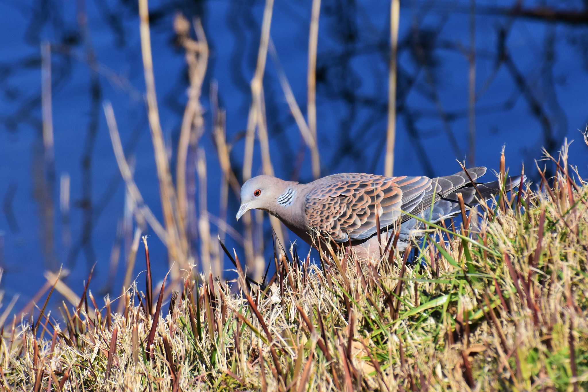 Photo of Oriental Turtle Dove at Tokyo Port Wild Bird Park by Semal