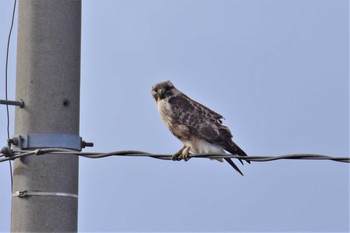 Eastern Buzzard 邑知潟 Wed, 1/29/2020