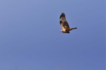 Eastern Marsh Harrier 邑知潟 Wed, 1/29/2020