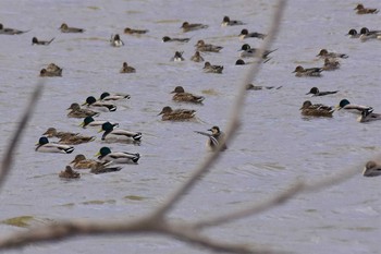 Baikal Teal 邑知潟 Wed, 1/29/2020