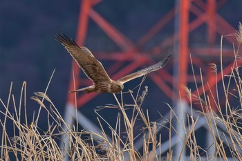 Eastern Marsh Harrier 邑知潟 Wed, 1/29/2020