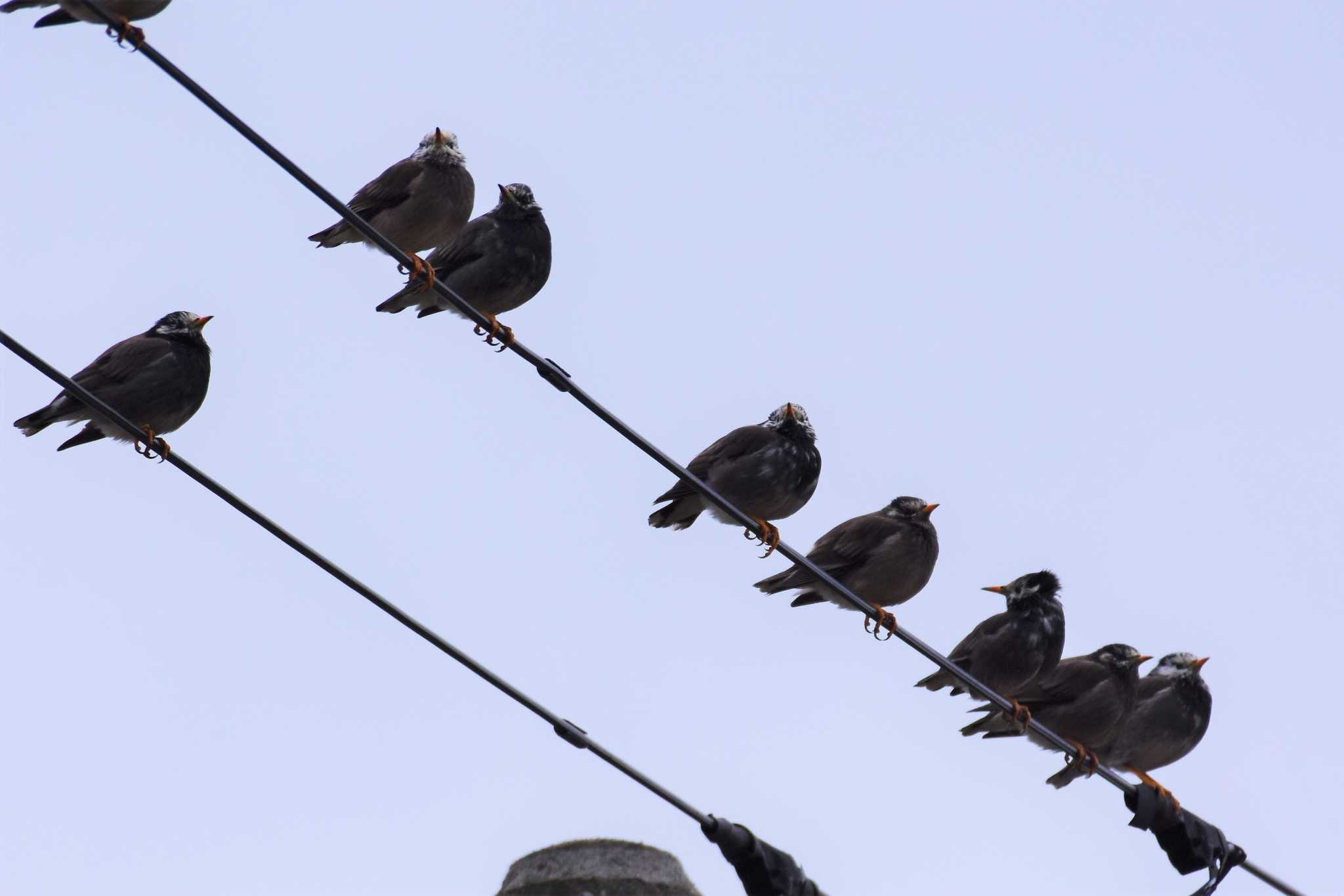 Photo of White-cheeked Starling at 河北潟 by Semal