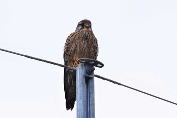 Tue, 1/14/2020 Birding report at 河北潟