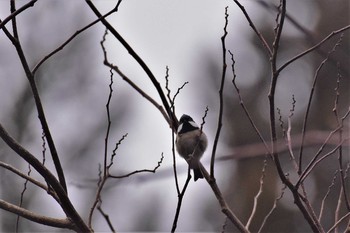 2020年1月4日(土) 若山ダム(石川県珠洲市)の野鳥観察記録