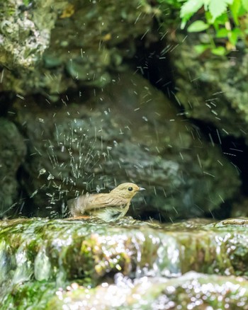 キビタキ 山梨県 2020年7月2日(木)