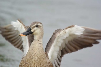 Eastern Spot-billed Duck 芦屋浜 Fri, 7/3/2020