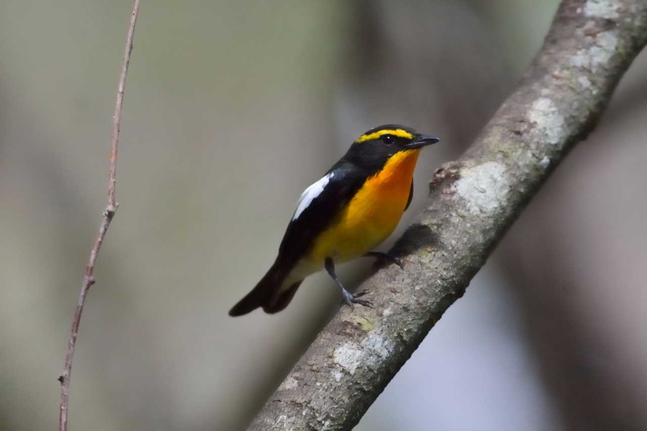 軽井沢野鳥の森 キビタキの写真