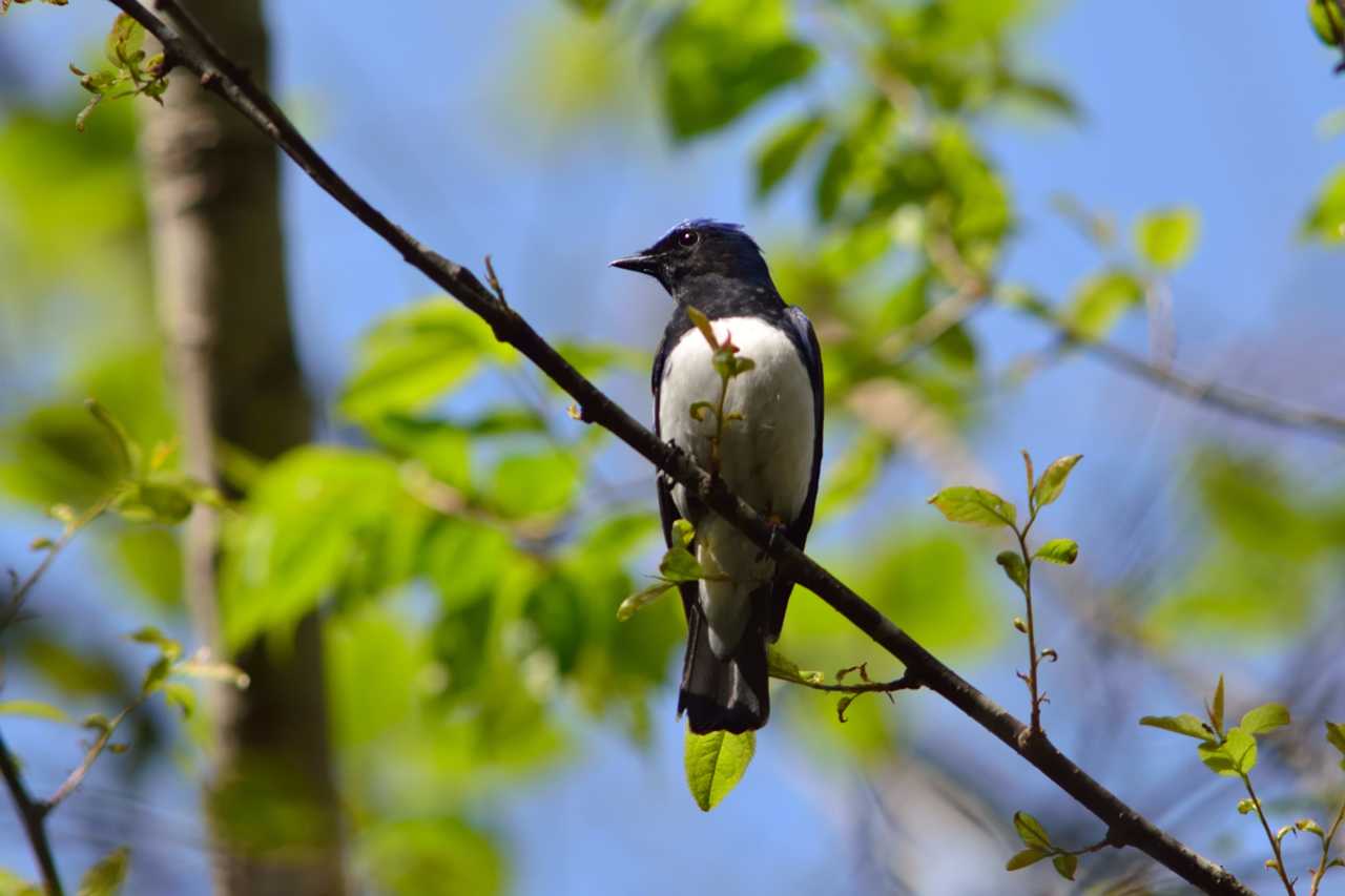 軽井沢野鳥の森 オオルリの写真