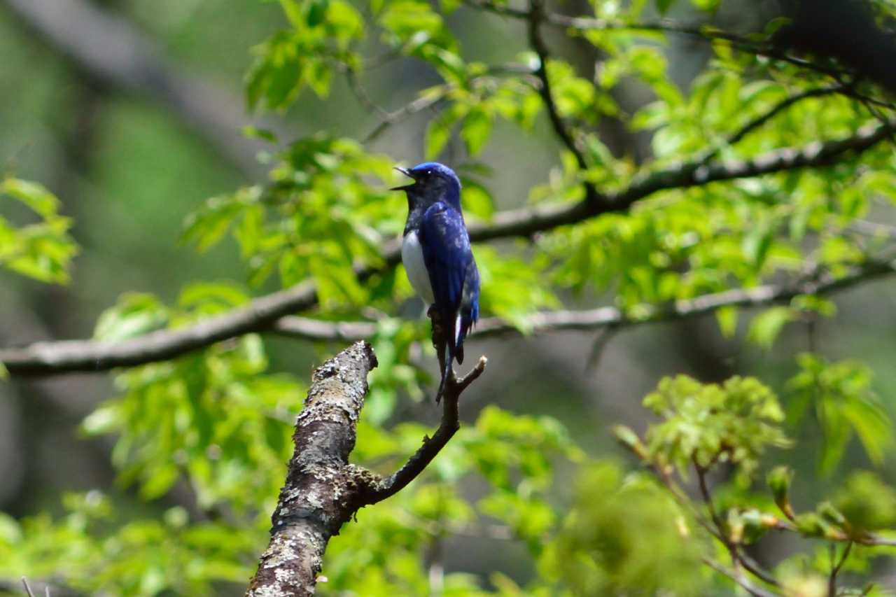 軽井沢野鳥の森 オオルリの写真