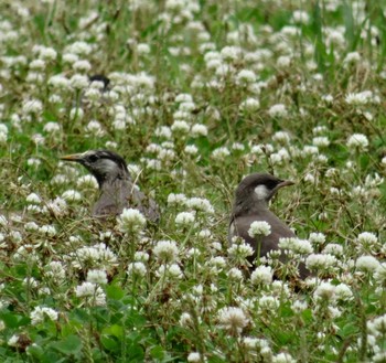 White-cheeked Starling Koyaike Park Thu, 7/2/2020