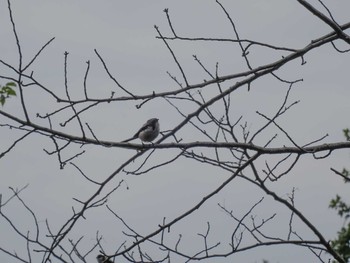 Long-tailed Tit Koyaike Park Thu, 7/2/2020