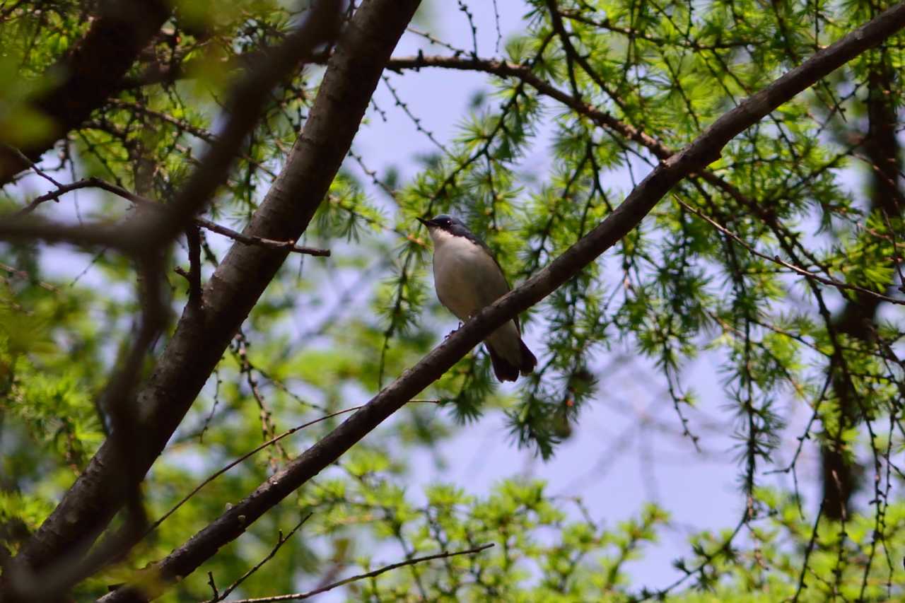 軽井沢野鳥の森 コルリの写真 by Kazuyuki Watanabe