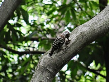 コゲラ 昆陽池公園 2020年7月2日(木)