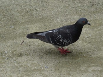 Rock Dove Koyaike Park Thu, 7/2/2020