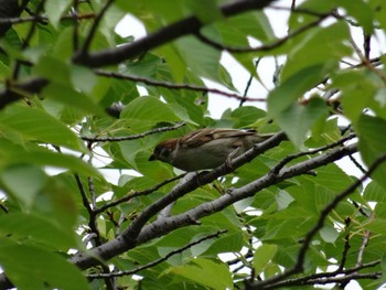 Eurasian Tree Sparrow Koyaike Park Thu, 7/2/2020