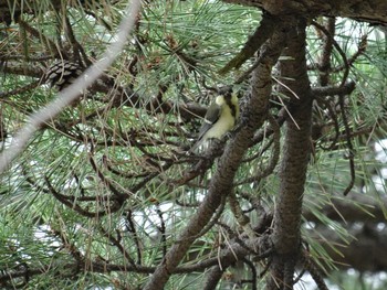 シジュウカラ 昆陽池公園 2020年7月2日(木)