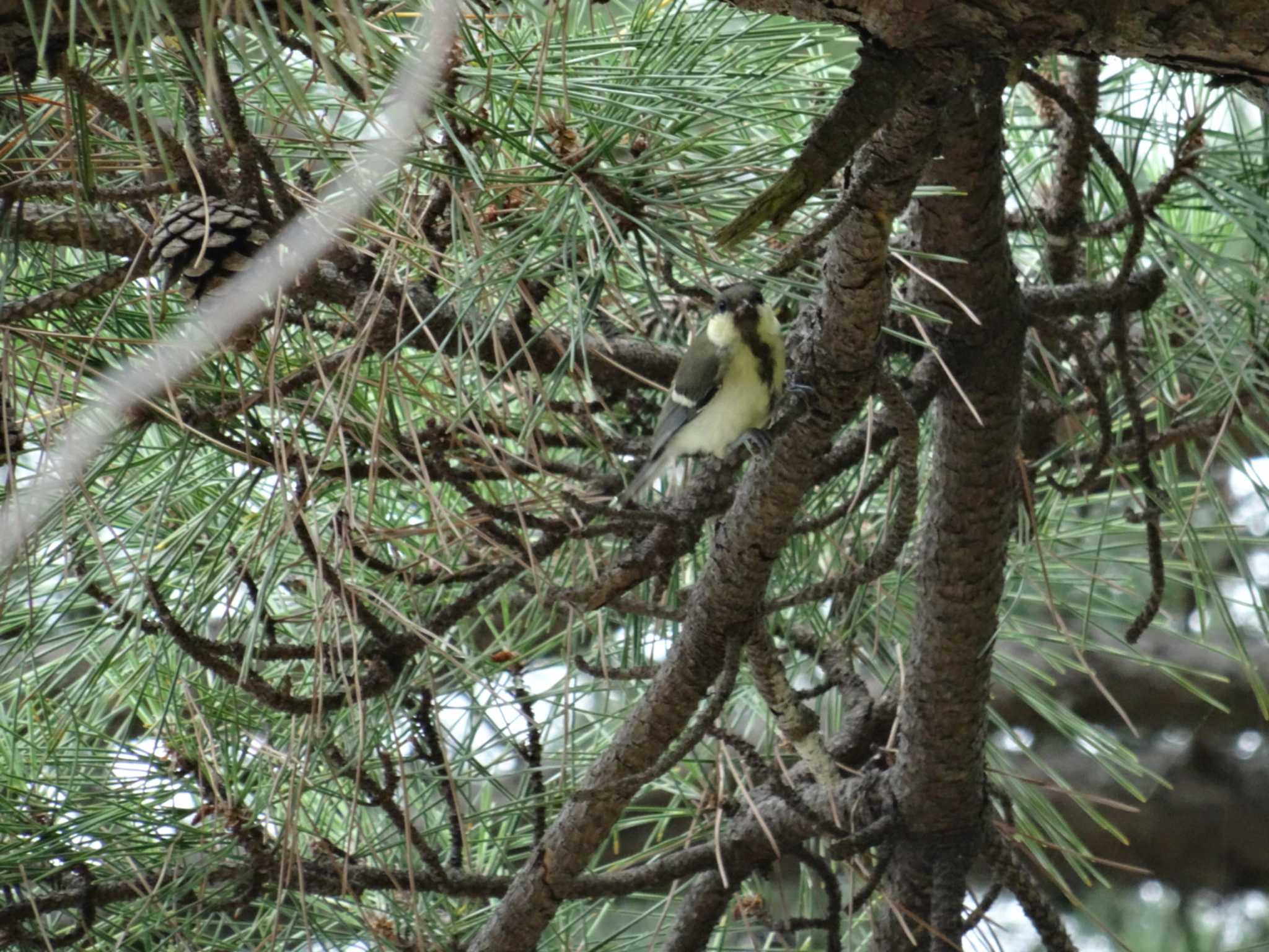 Photo of Japanese Tit at Koyaike Park by Michinoji