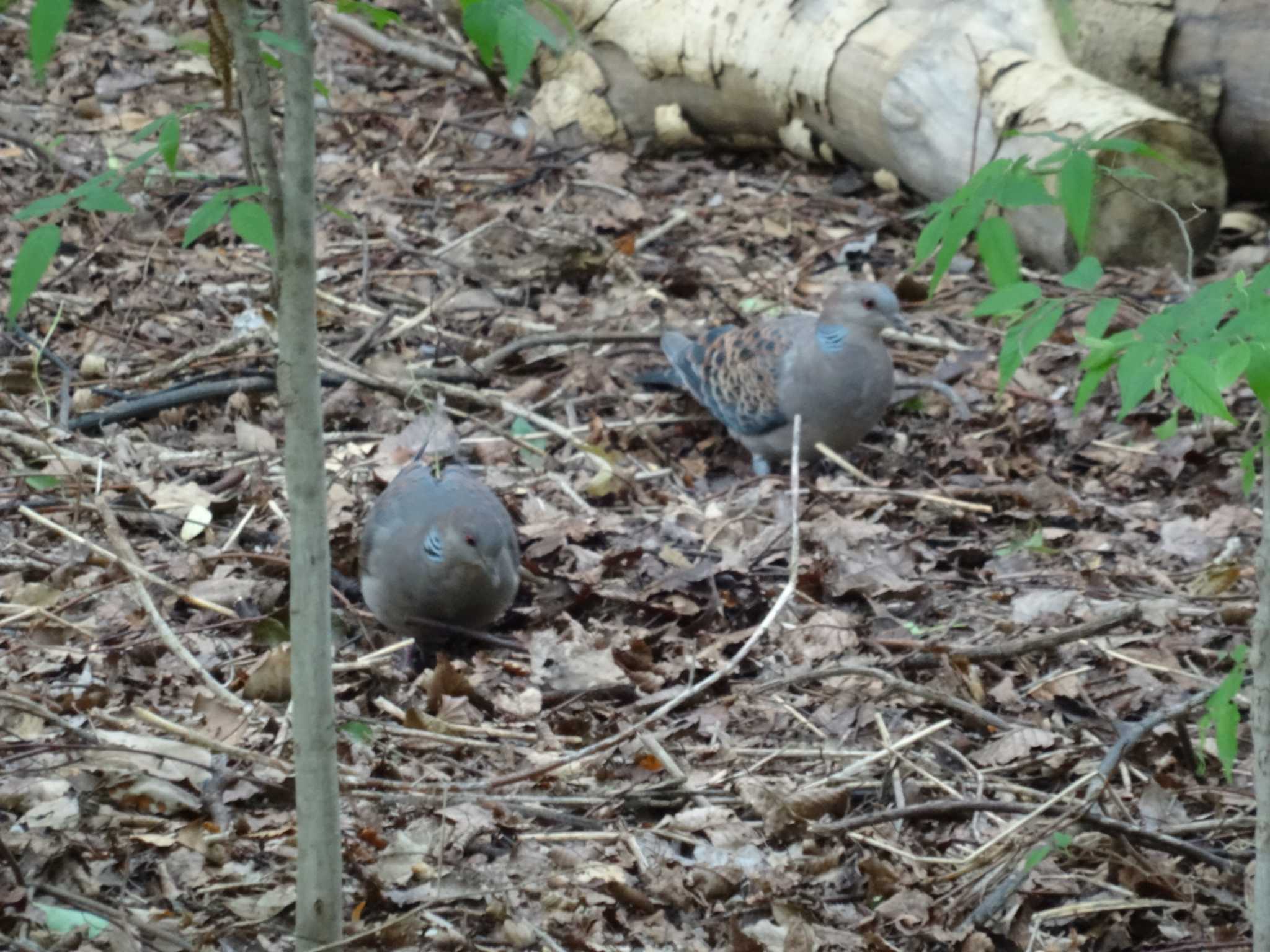 Photo of Oriental Turtle Dove at Koyaike Park by Michinoji