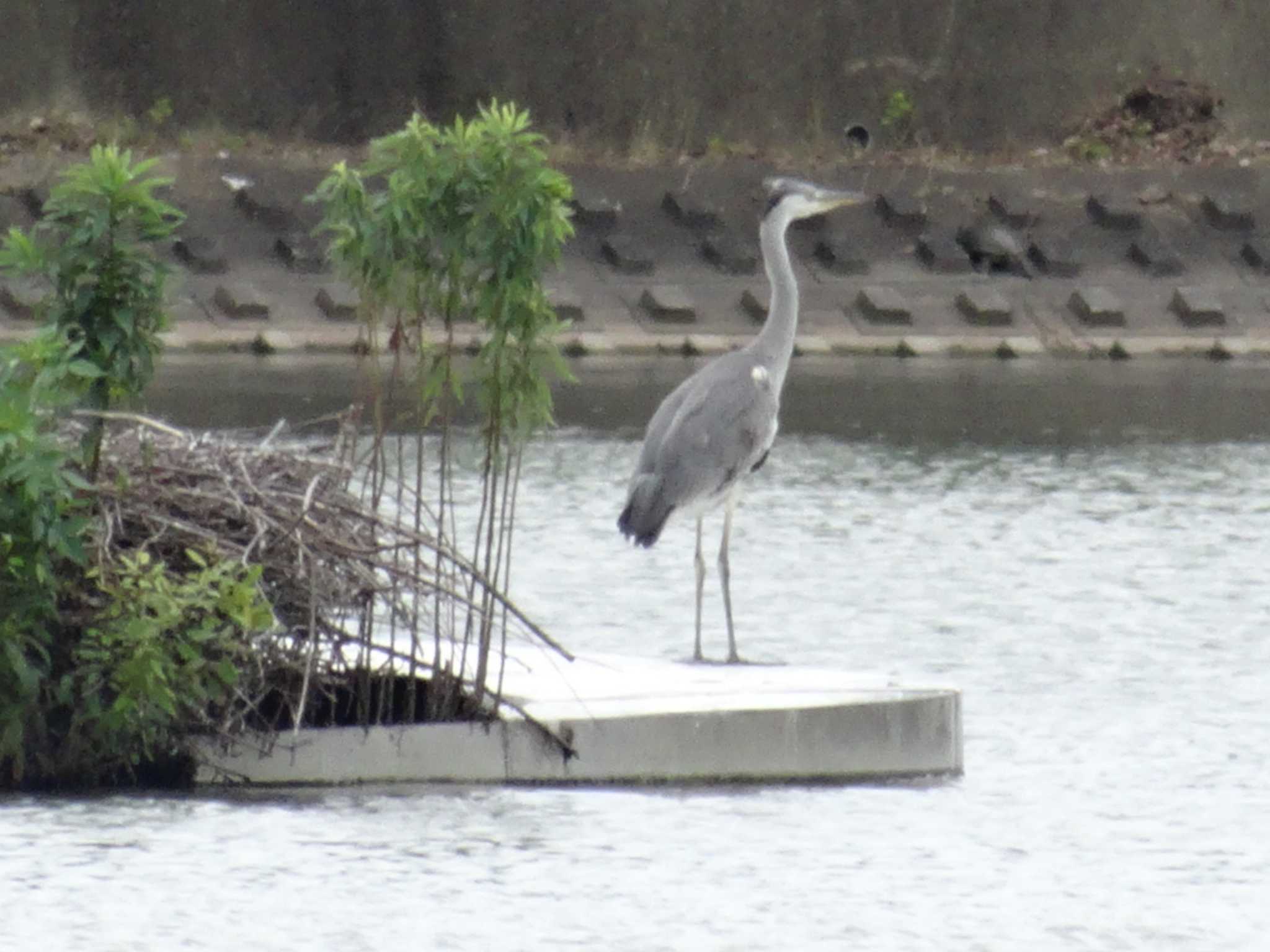 Photo of Grey Heron at Koyaike Park by Michinoji