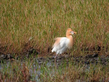 アマサギ 愛知県 2016年5月7日(土)