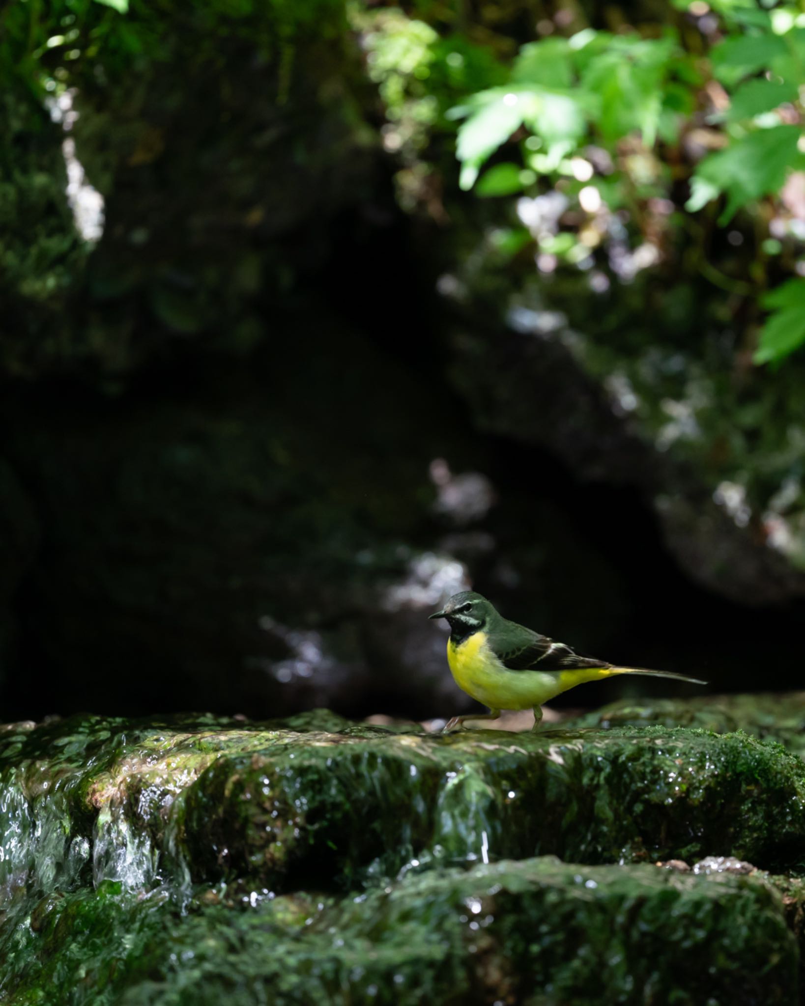 山梨県 キセキレイの写真 by bow_wow.69chan