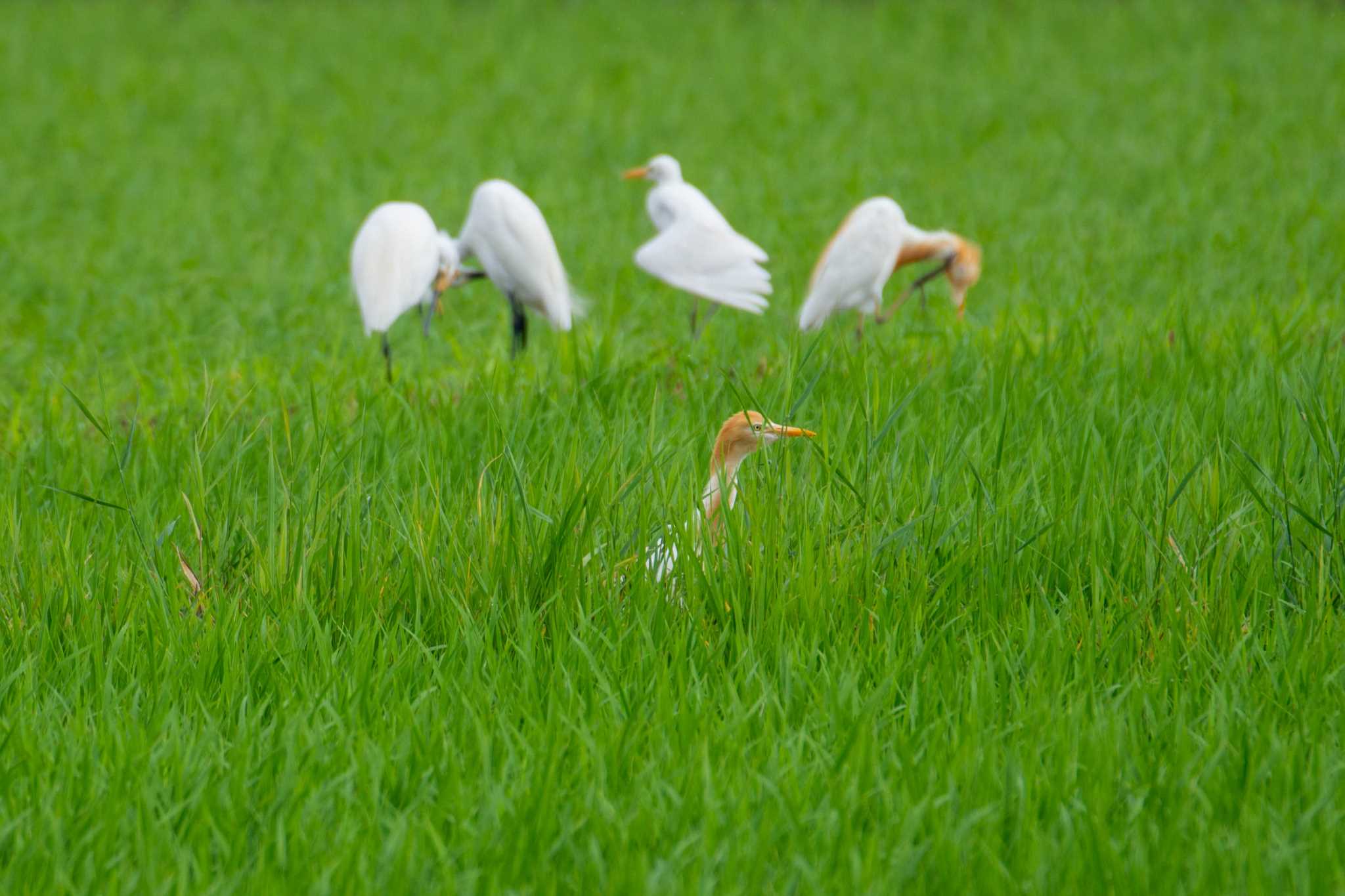 神奈川県海老名市 アマサギの写真 by Tosh@Bird