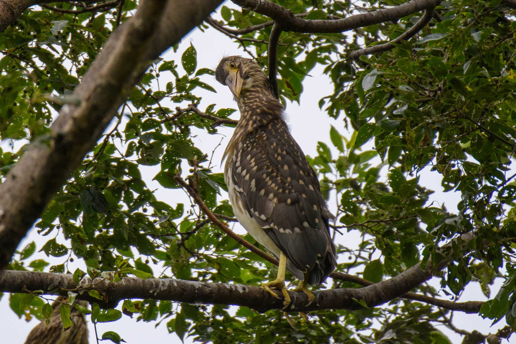 首、大丈夫ですか？　(；・∀・) by Tosh@Bird