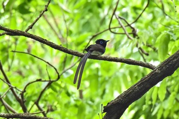 サンコウチョウ 神奈川 林道 2016年5月7日(土)