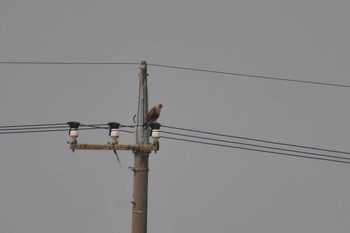 2020年6月6日(土) 北印旛沼の野鳥観察記録