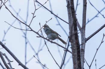 Japanese Bush Warbler 湯ノ湖 Thu, 5/5/2016