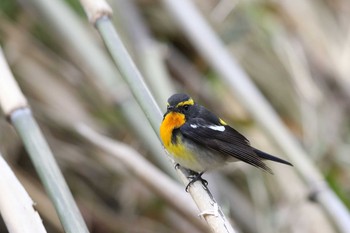 2016年4月30日(土) 舳倉島の野鳥観察記録