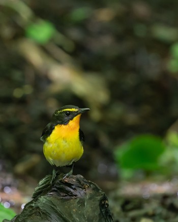 キビタキ 山梨県 2020年7月2日(木)