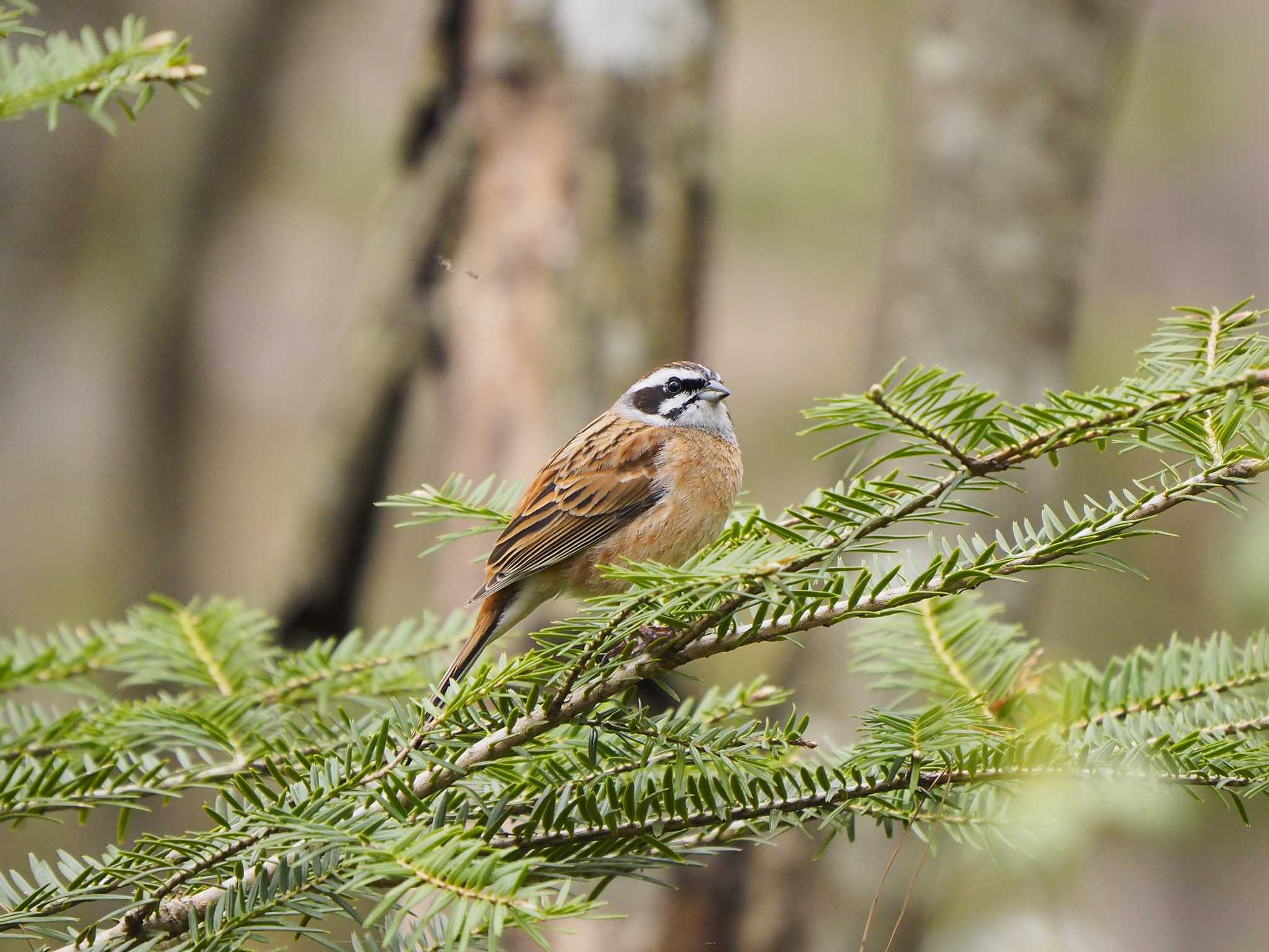 Photo of Meadow Bunting at 滋賀県朽木 by アカウント250