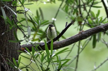 Japanese Tit Osaka castle park Sat, 7/4/2020