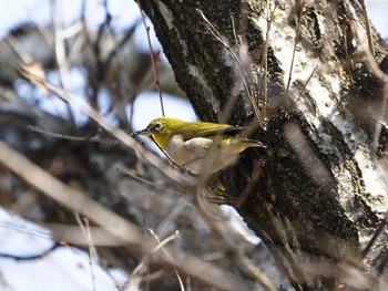 Warbling White-eye 滋賀県新旭町 Sun, 3/27/2016