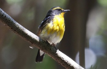 Narcissus Flycatcher 和歌山市 Thu, 7/2/2020