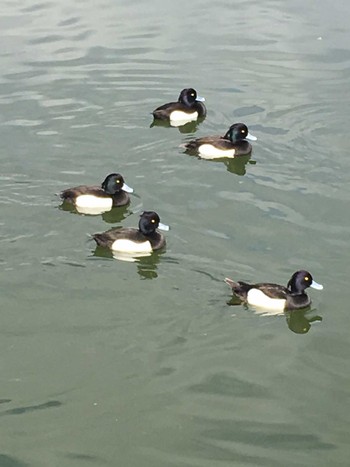 Tufted Duck 有東坂池多目的広場 Sun, 3/15/2020