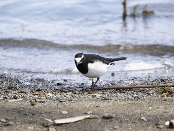 Japanese Wagtail 滋賀県新旭町 Sun, 3/27/2016