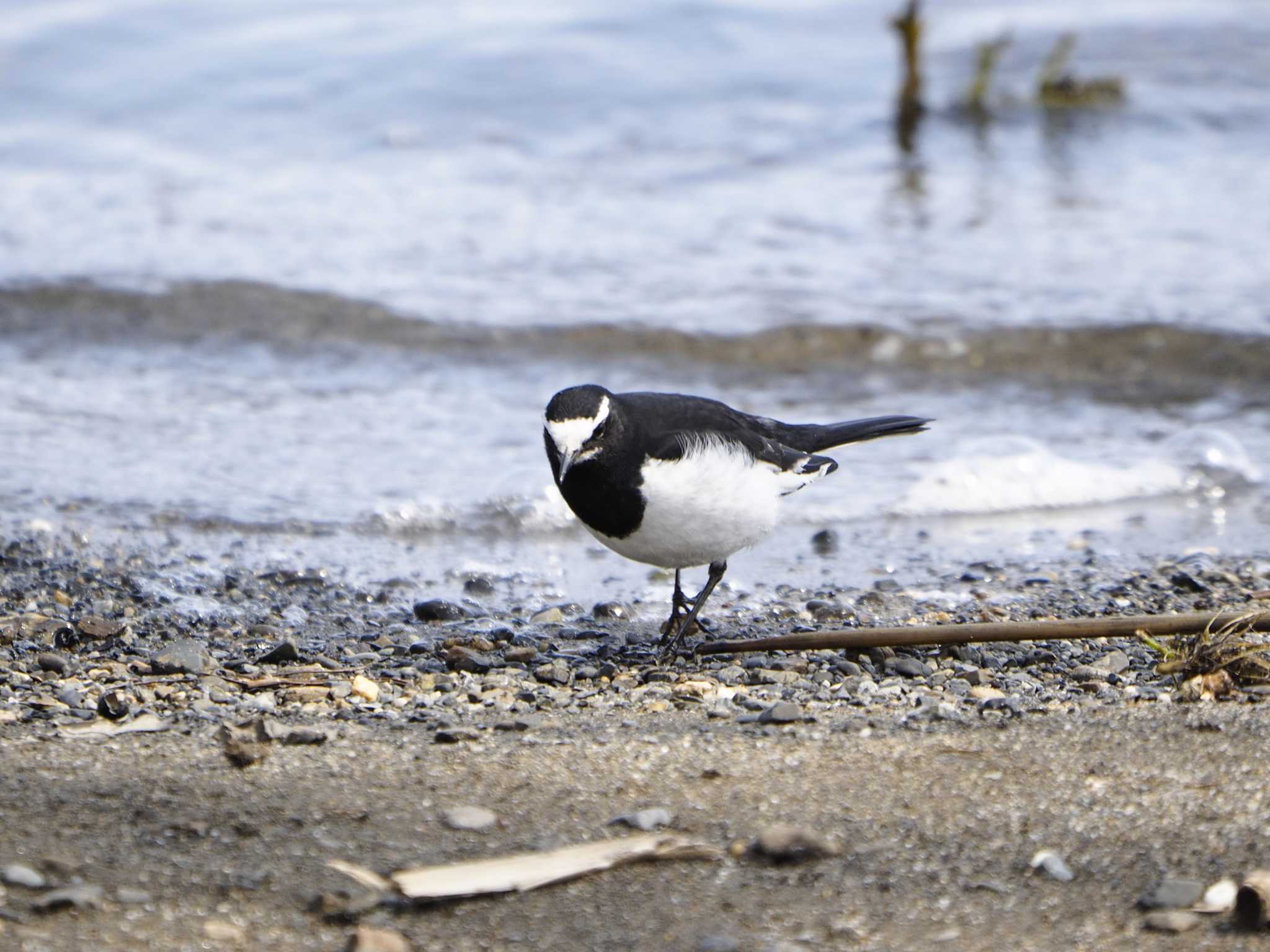 Photo of Japanese Wagtail at 滋賀県新旭町 by アカウント250