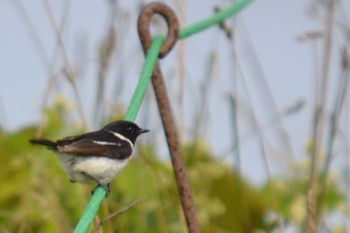 Amur Stonechat 石狩川河口 Sat, 7/4/2020