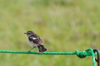 Amur Stonechat 石狩川河口 Sat, 7/4/2020