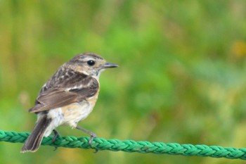 Amur Stonechat 石狩浜 Sat, 7/4/2020