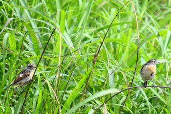 Amur Stonechat 石狩浜 Sat, 7/4/2020