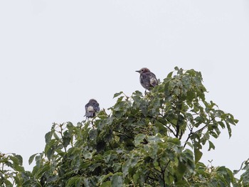 2020年7月4日(土) 葛西臨海公園の野鳥観察記録