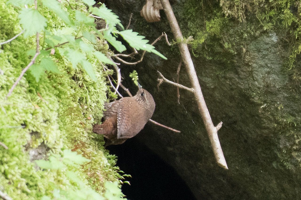 神奈川県 K林道 ミソサザイの写真 by komezou