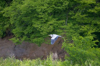 2020年7月4日(土) 長流川の野鳥観察記録