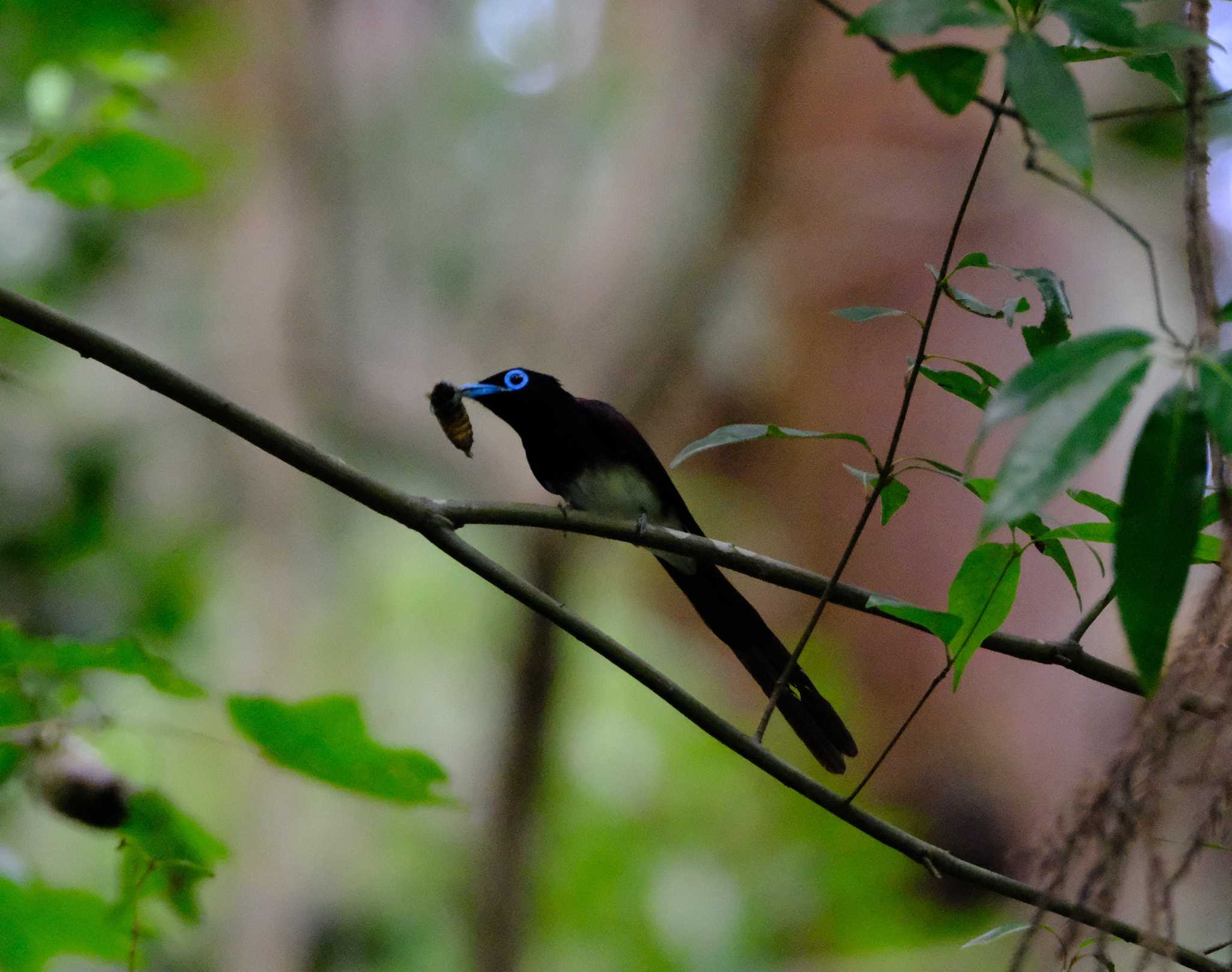 Photo of Black Paradise Flycatcher at 八王子城址 by taiga