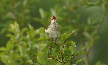 Oriental Reed Warbler 東京都多摩地域 Sun, 6/21/2020