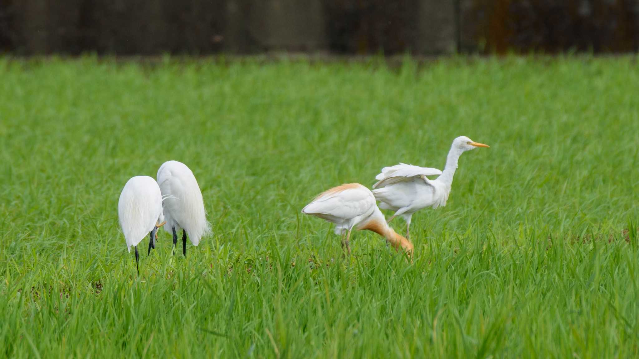 神奈川県海老名市 アマサギの写真 by Tosh@Bird